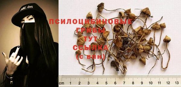 apvp Богданович